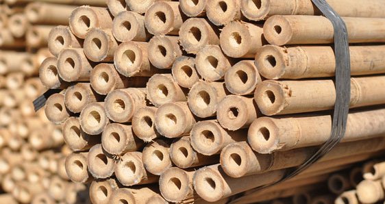 Bamboo poles