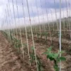 Tyczki, paliki szkółkarskie z włókna szklanego 140cmx7mm - зображення 2